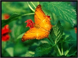 Pokrzywy, Pomarańczowy, Motyl
